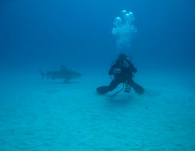 Buceo con tiburones toro